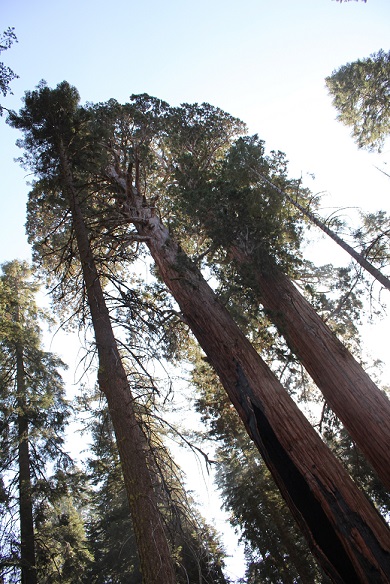 sequoia