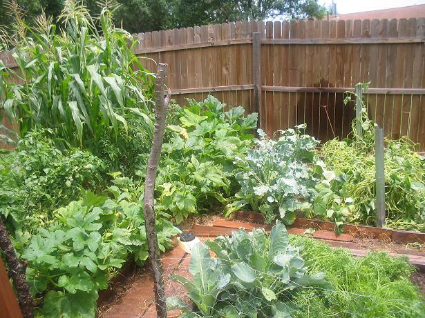 veggie garden